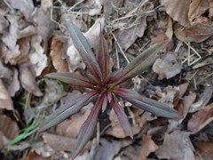 Chamaenerion angustifolium