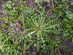 Taraxacum officinale