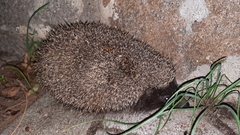 Erinaceus roumanicus