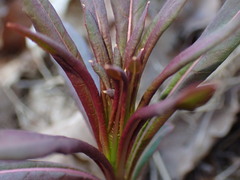 Chamaenerion angustifolium