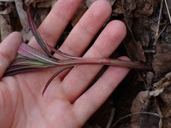 Chamaenerion angustifolium
