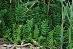 Berula