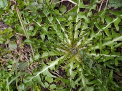 Taraxacum officinale
