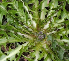 Taraxacum officinale