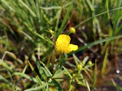 Ranunculus variabilis