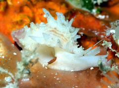 Attiliosa caledonica