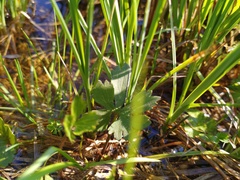 Ranunculus variabilis