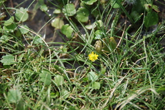 Ranunculus natans