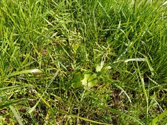 Ranunculus variabilis