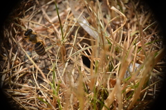 Andrena