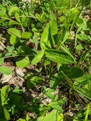 Trifolium ambiguum