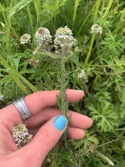 Lepidium heterophyllum