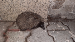 Erinaceus roumanicus