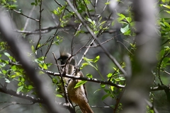 Colius striatus minor