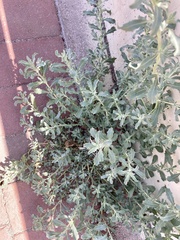 Atriplex elegans