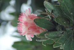 Protea subvestita