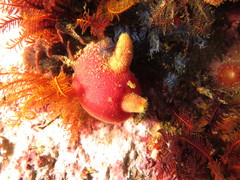 Ascidia incrassata