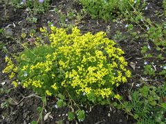 Draba bruniifolia