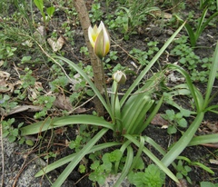 Tulipa bifloriformis