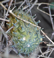 Cucumis metuliferus