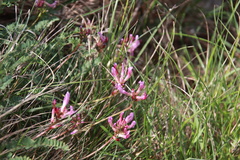 Astragalus monspessulanus monspessulanus