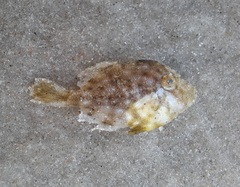 Stephanolepis hispida