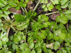 Ranunculus repens