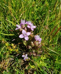 Gentianella ramosa
