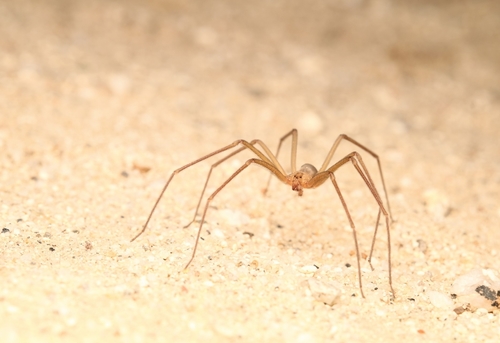 Desert Recluse photo 5