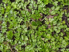 Ranunculus repens