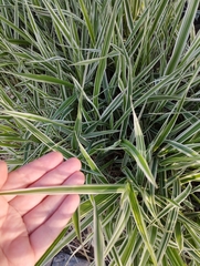 Phalaris arundinacea picta