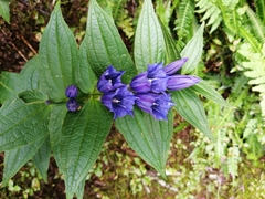 Gentianella ramosa