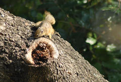 Paraxerus cepapi cepapi