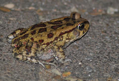 Sclerophrys garmani