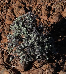 Helichrysum lucilioides