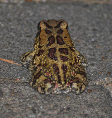 Sclerophrys garmani