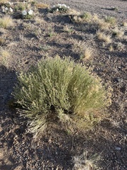 Leuzea repens