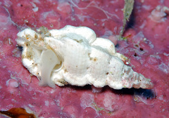 Aspella ponderi