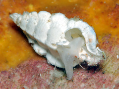 Aspella ponderi