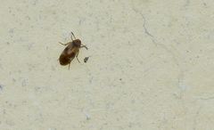 Anaspis maculata