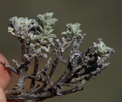 Helichrysum lucilioides