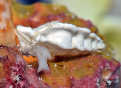 Aspella ponderi