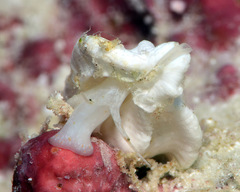 Aspella ponderi