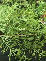 Calocedrus formosana