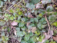 Lysimachia nummularia