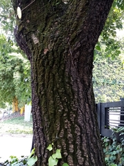 Erythrina poeppigiana