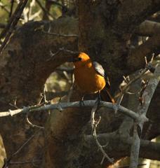 Cossypha natalensis intensa
