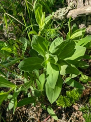 Cerinthe minor