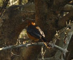 Cossypha natalensis intensa