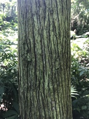 Calocedrus formosana